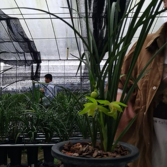 完全开放蕙兰温州素，1花