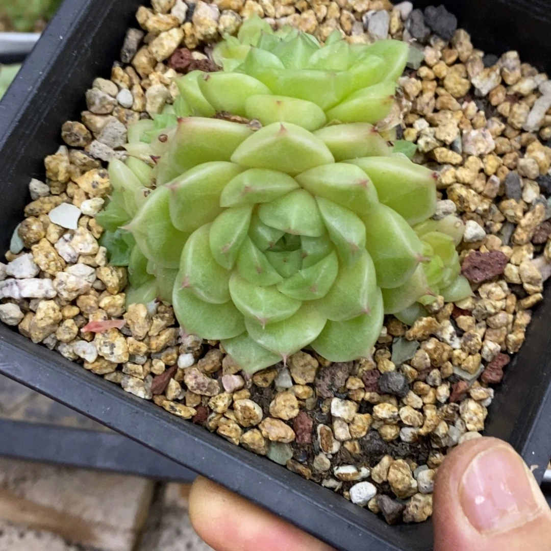 精品多肉一物一拍不包整170