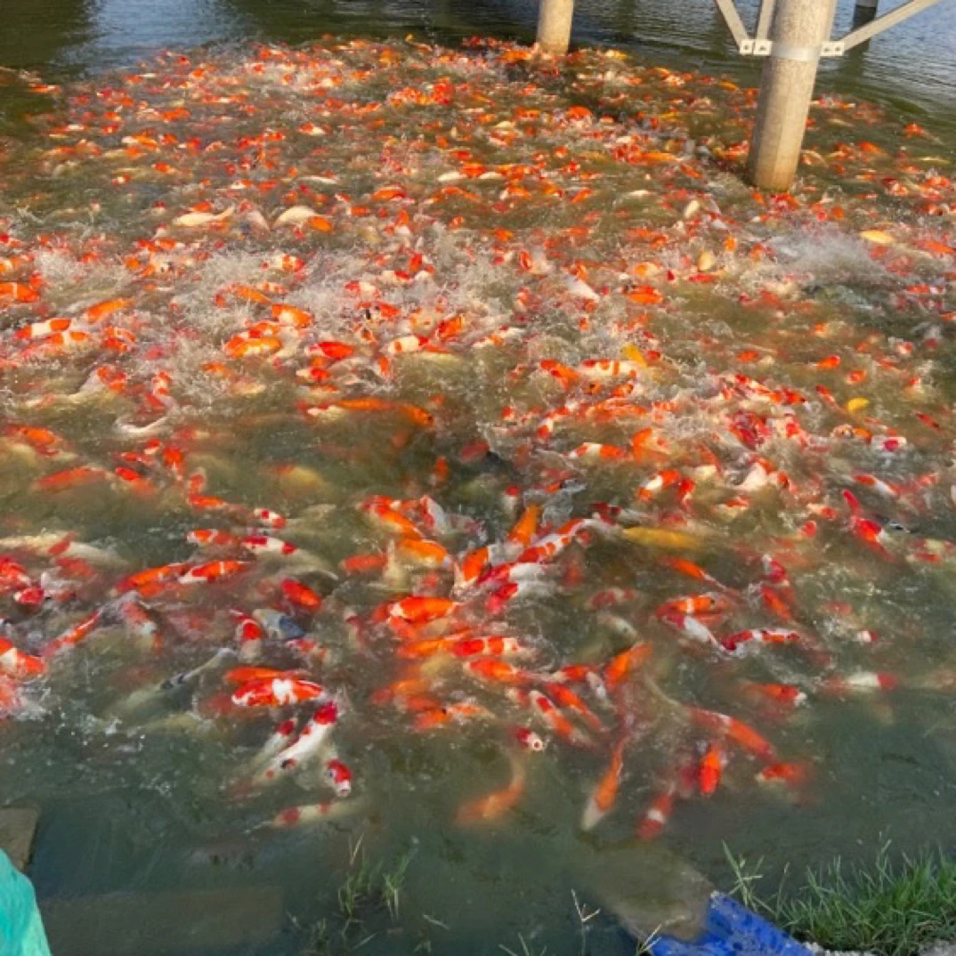 12 - 18公分发3条活体水族宠物新手广东血统锦鲤好养耐活观赏鱼