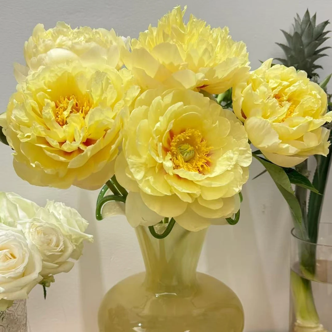 【巴茨拉】山东菏泽3A+级进口芍药鲜切花 重瓣千层大花苞