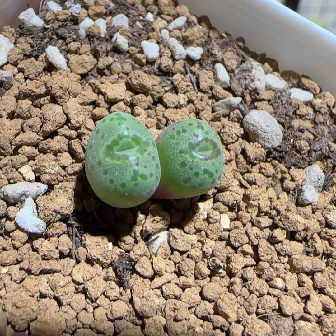 肉锥多肉植物百科-斑马163
