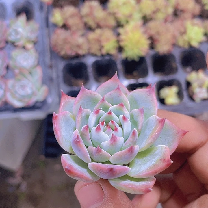 吉娃娃【满10颗包邮】