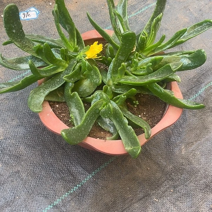 佛手托金一物一拍1后