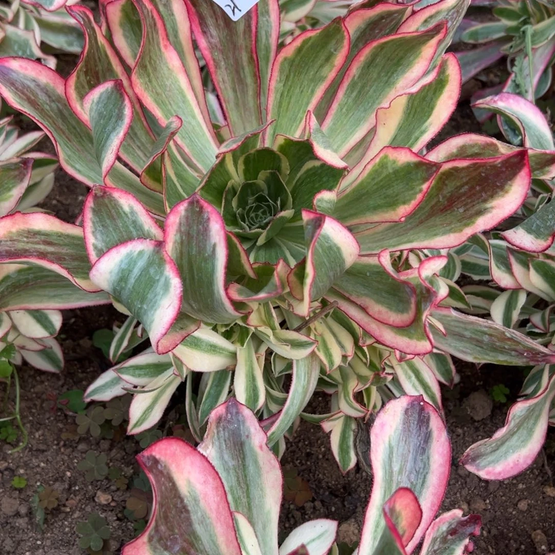 28魅影多肉多肉植物