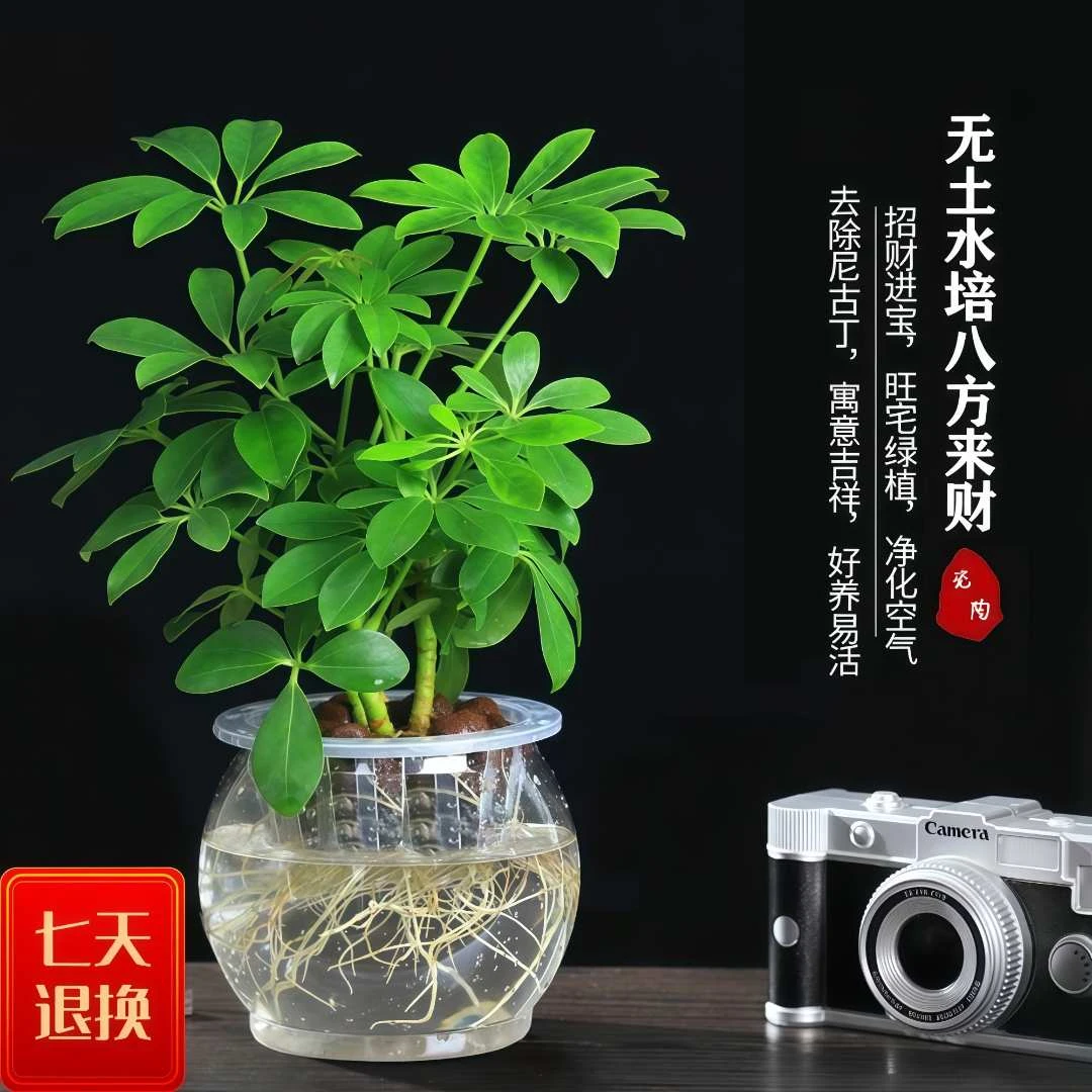 水培盆栽八方来财鸭脚木招财树植物室内绿植花卉发财树客厅易活