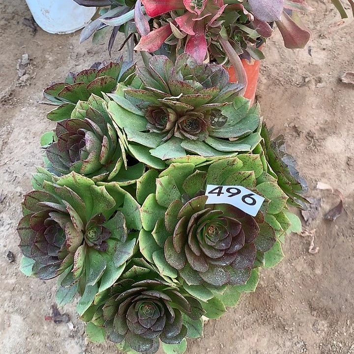 无花朵496万拉丝南