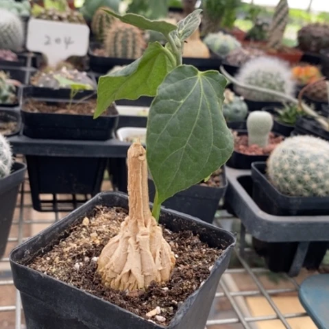 龟甲罗摩3仙人球