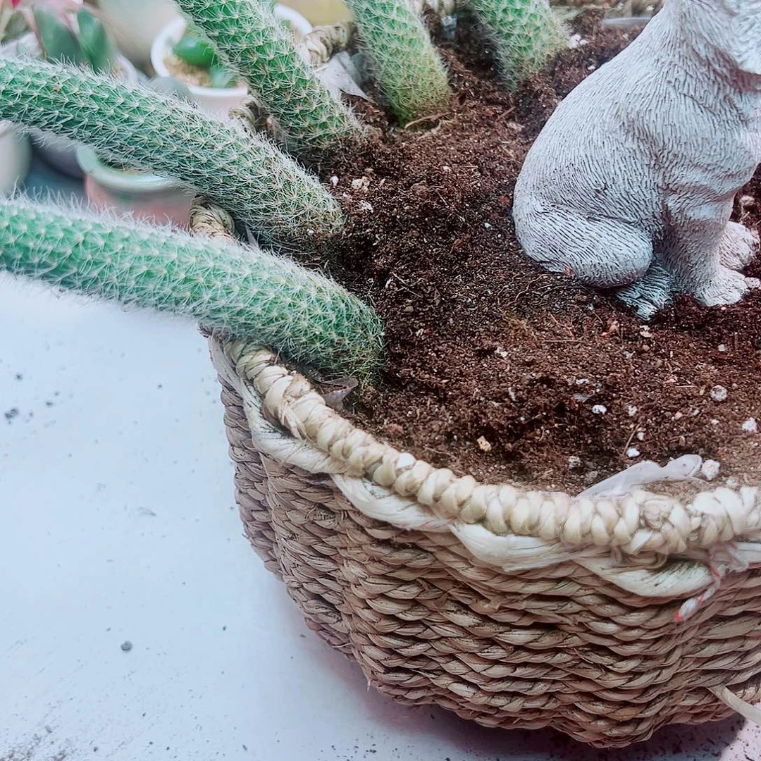 九尾狐1颗多肉植物