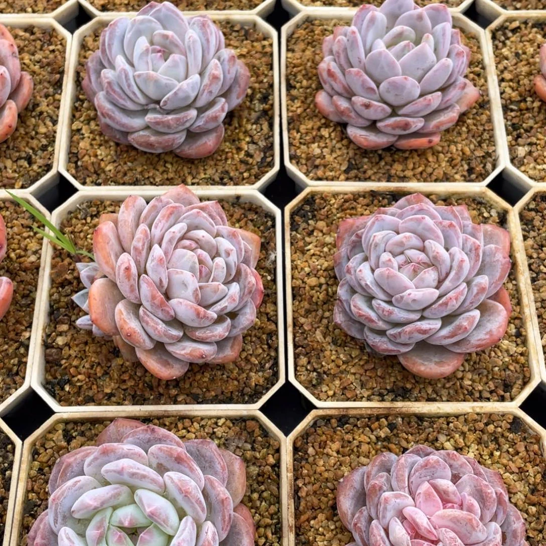 粉透星影单头多肉植物