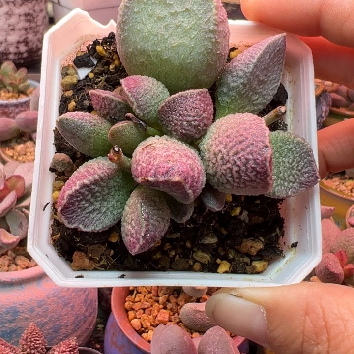 一物一拍，感谢支持