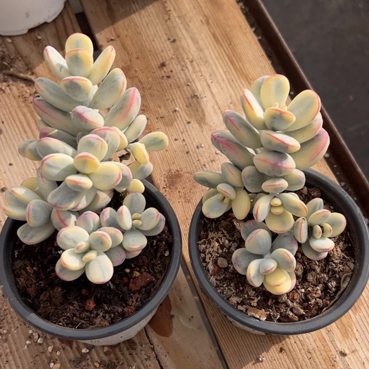 无花朵805号福娘锦两个无砍