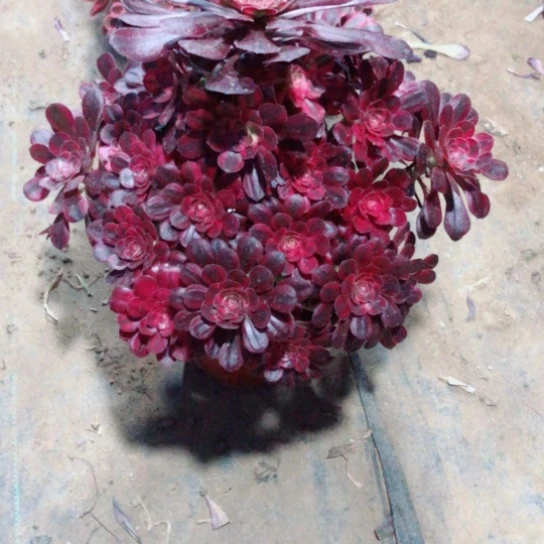 无花朵永*香奈儿法师790号