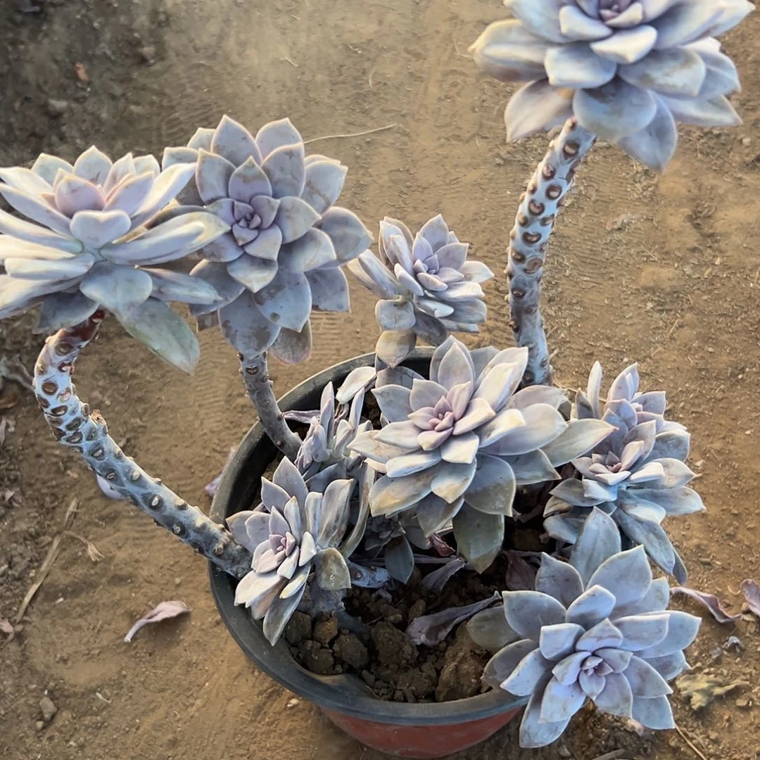 华丽风车duo z y z y y y x y ya
