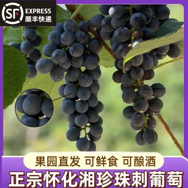 【顺丰包邮】湖南怀化桐木高山刺葡萄新鲜可酿酒含丰富花青素