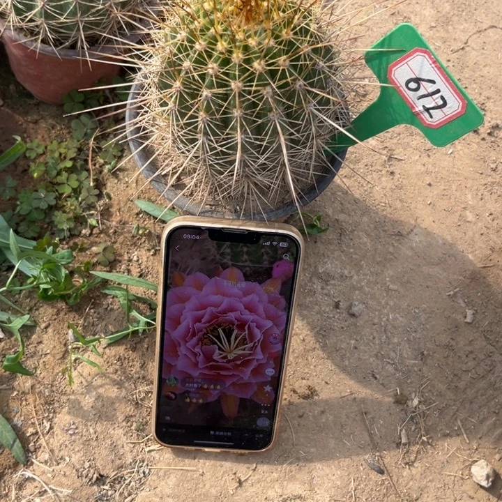 612,毛花柱粉桃精灵微瑕