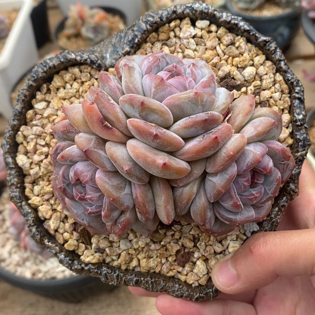 s三头绿底紫心短肥圆