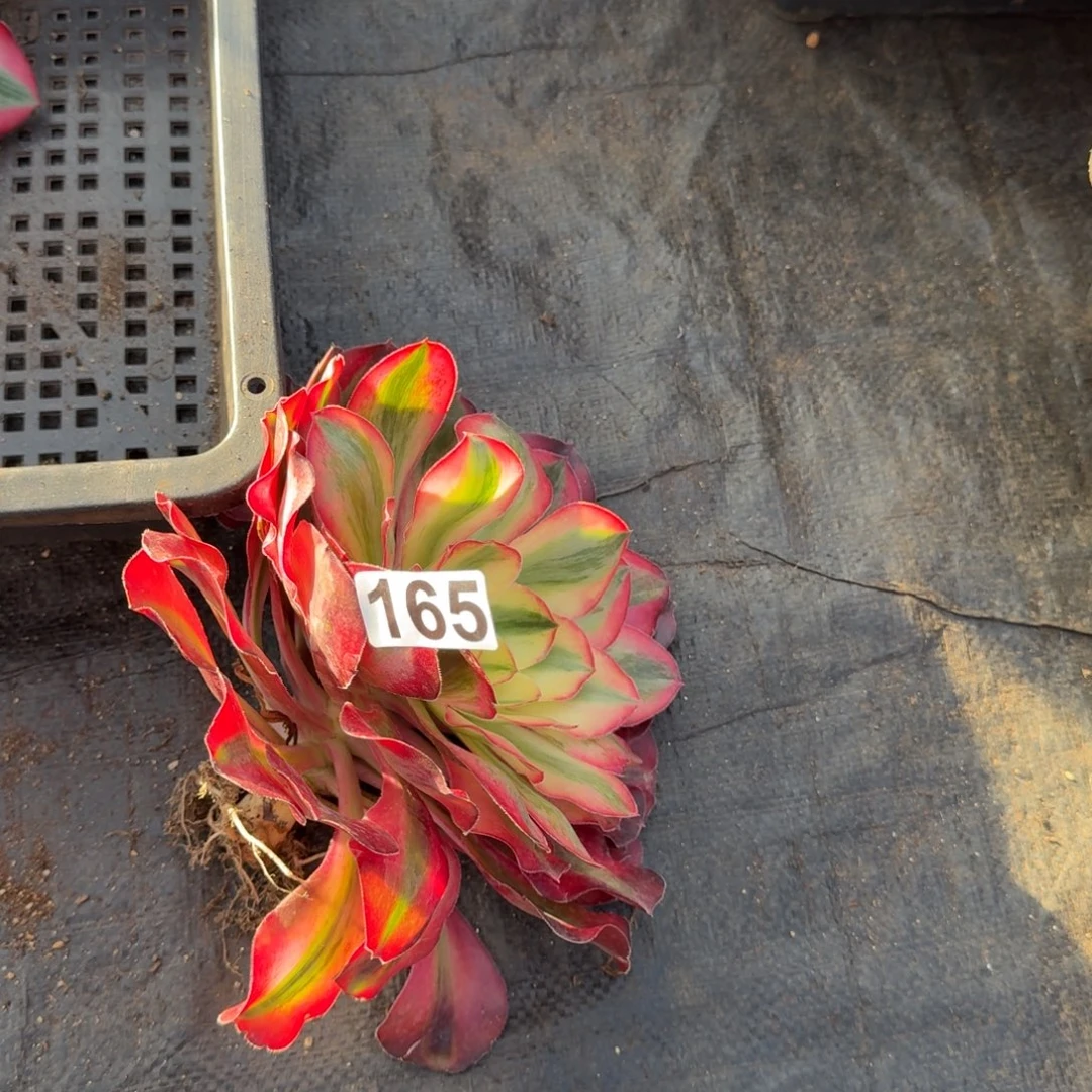 165多肉植物爱丽丝锦