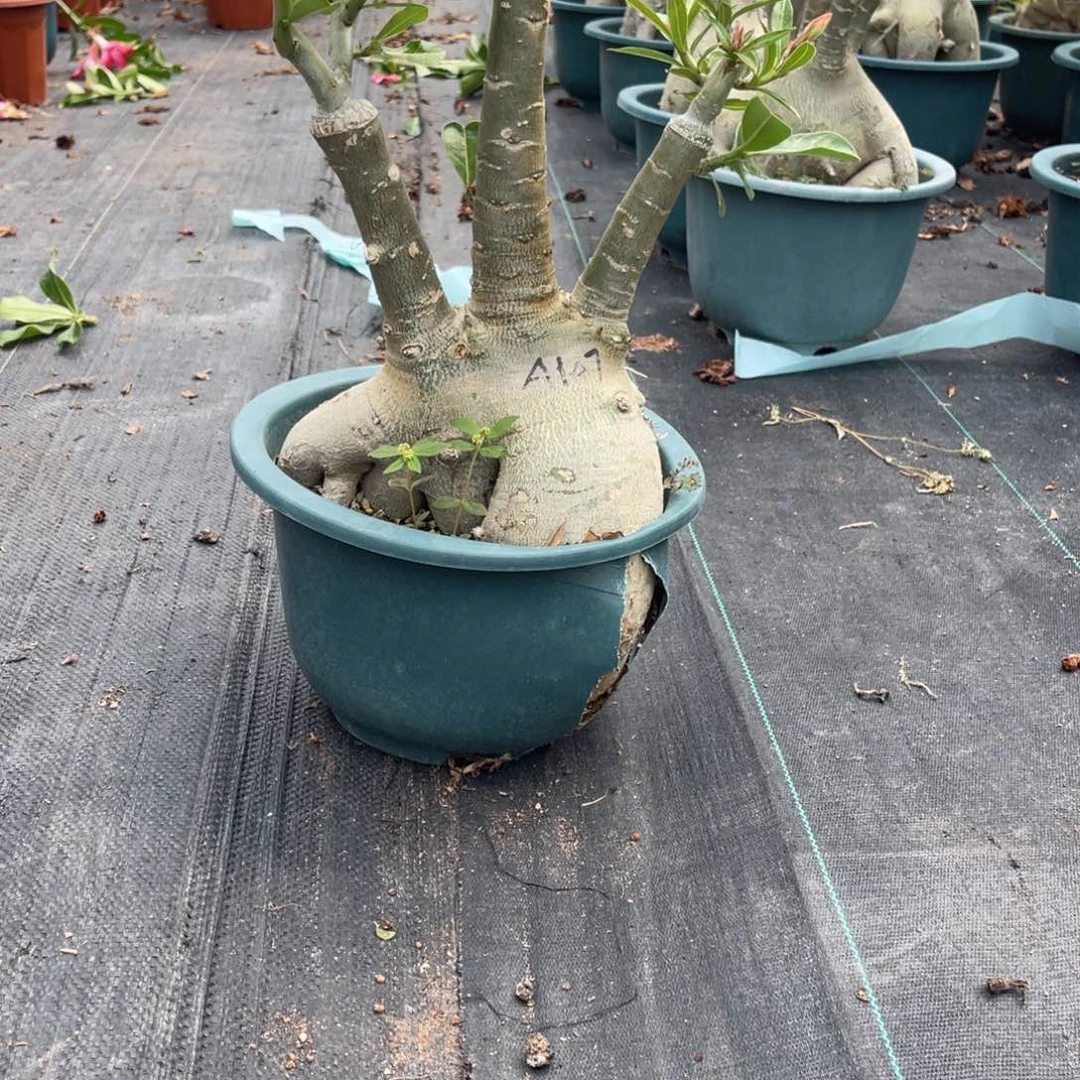 少量花朵（建议范围：2朵-5朵 或40%以下）慢***路