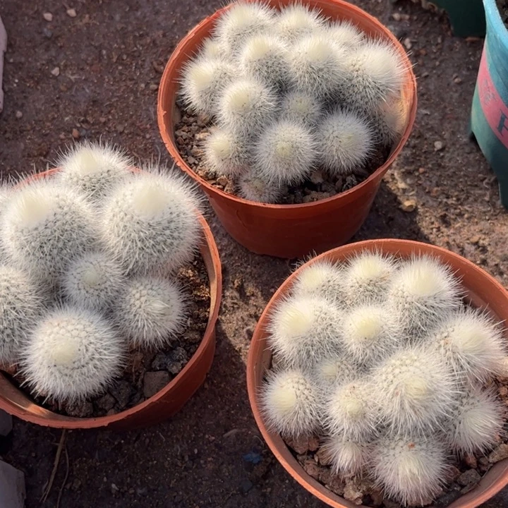 实生白小丁好养皮实