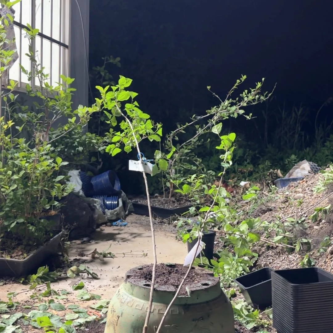 二乔哈哈哈哈哈哈