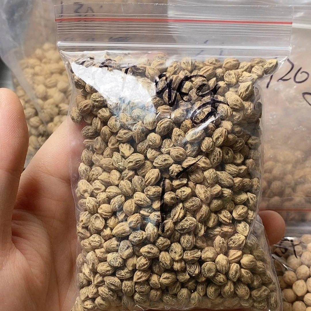 柏香籽/百香籽吊坠是**呀