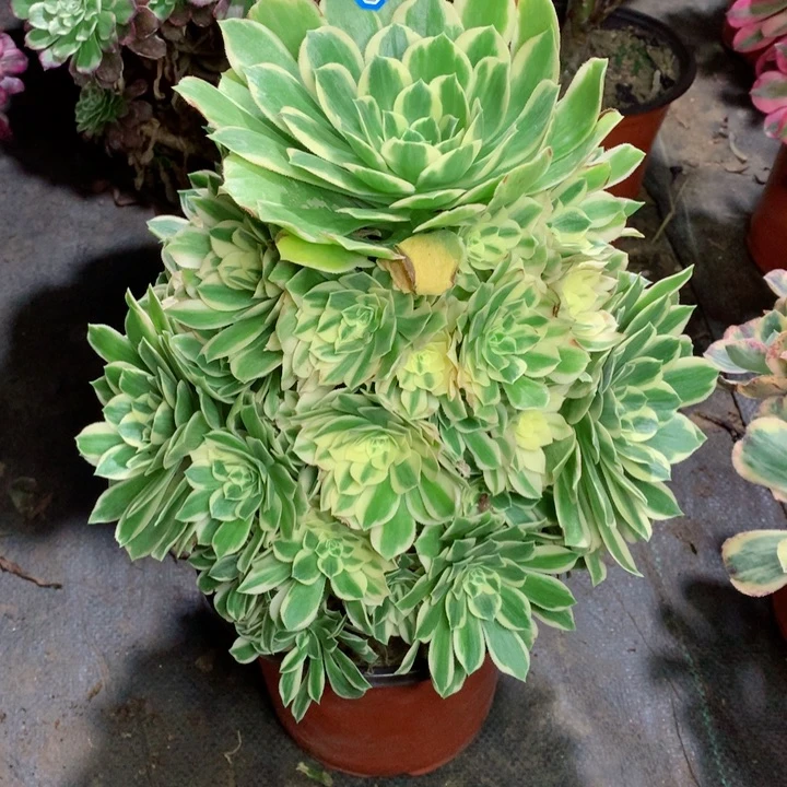 1034芳华多肉111111