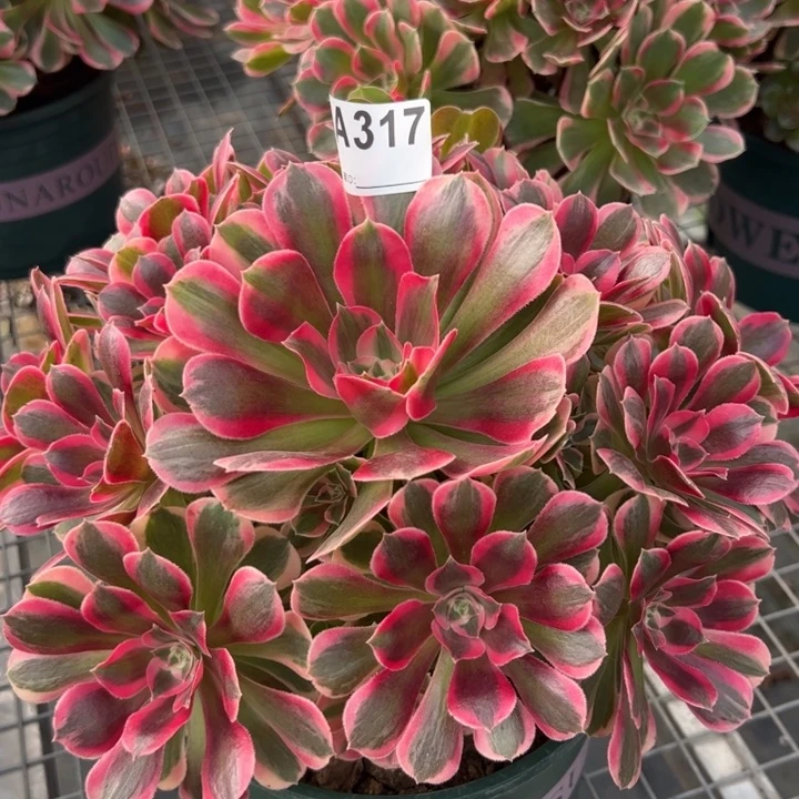 317妖月25厘米左右