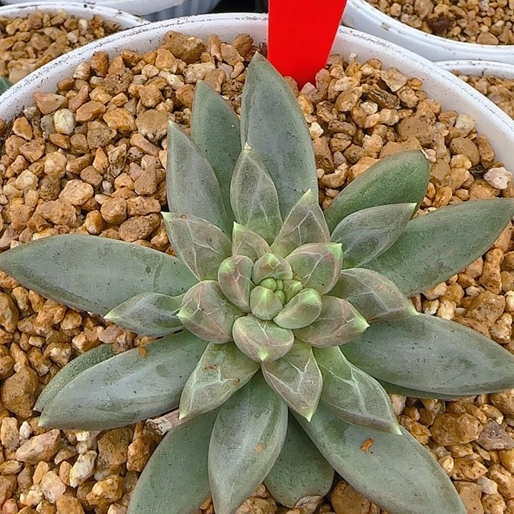 优选美人661多肉植物