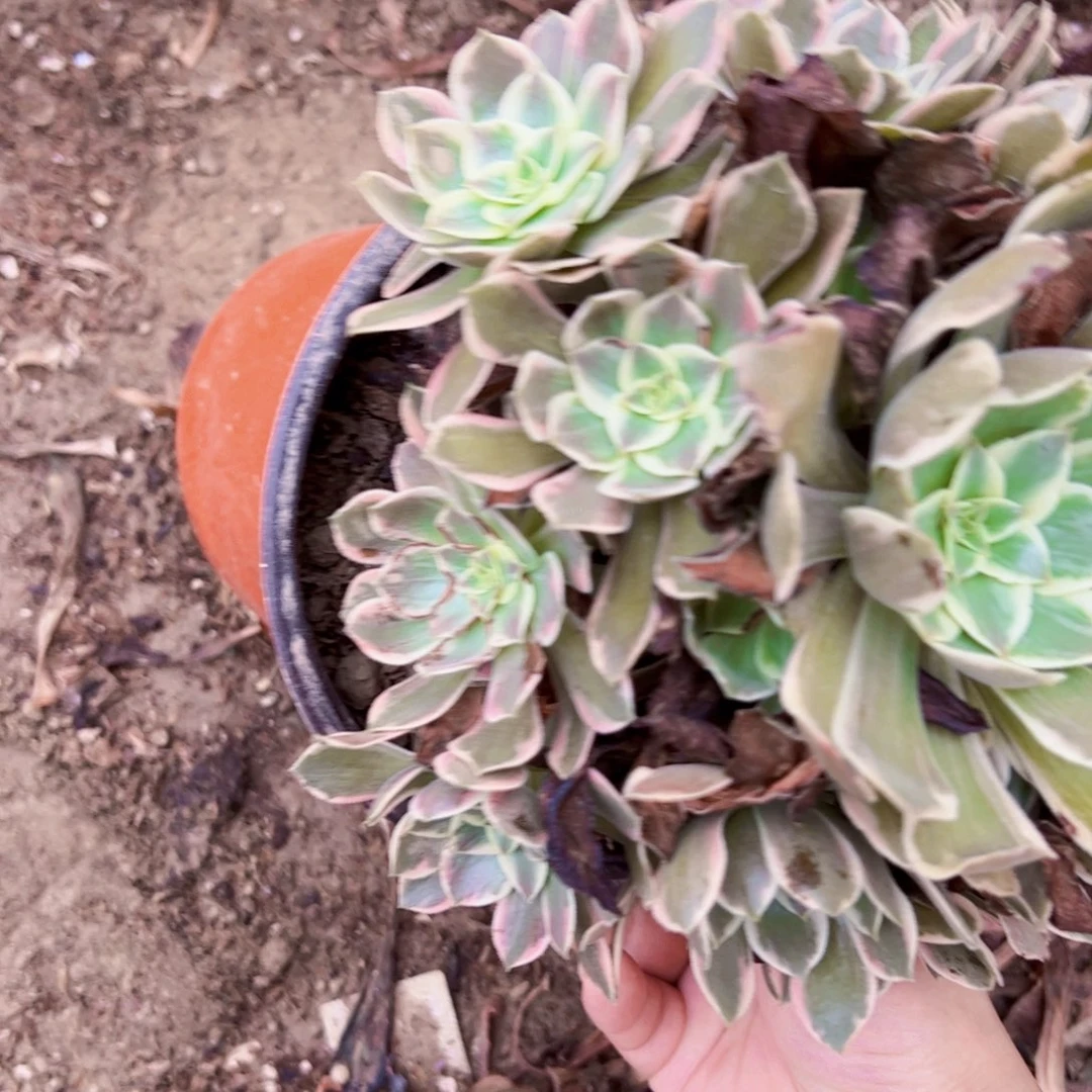 浣纱多肉植物大事情1615