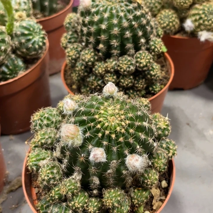 新品进口丽花冰糖橙有根带花苞