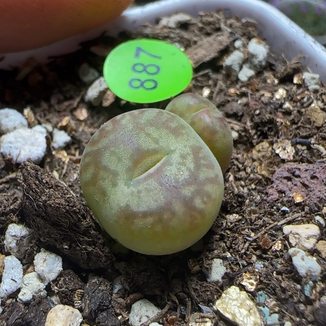 杂交漂亮多肉植物887