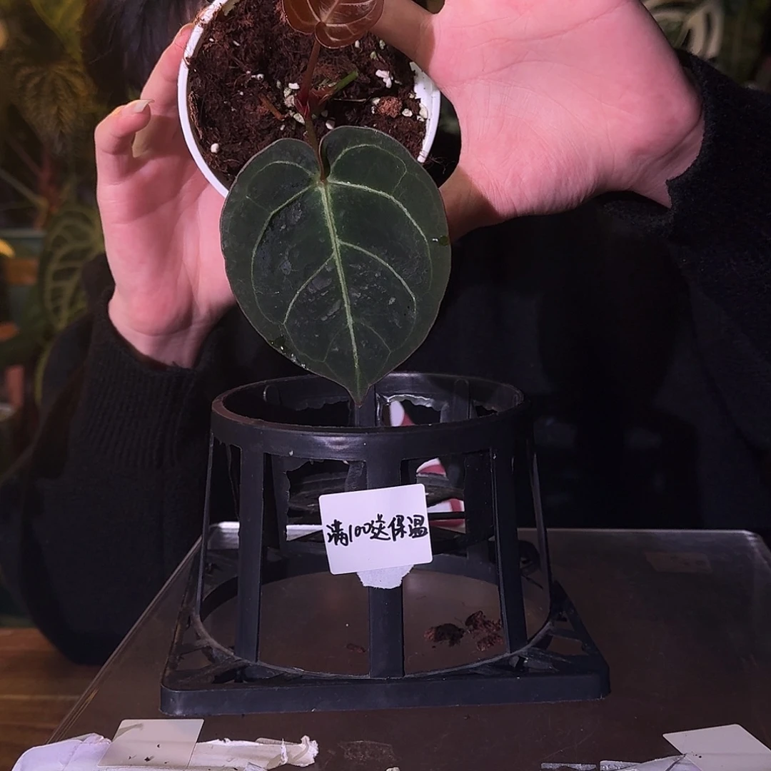 不开花植物B185kos杂泡泡