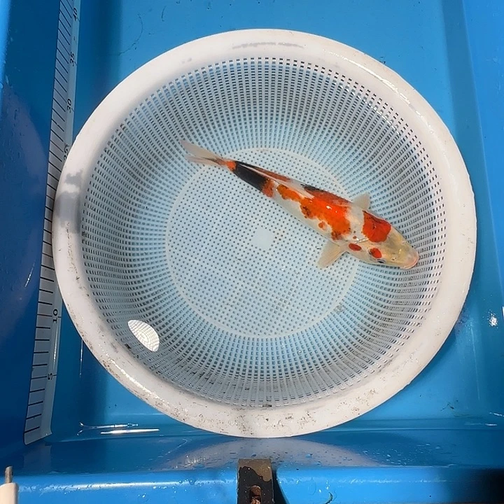 明***鱼海水锦鲤的故事是