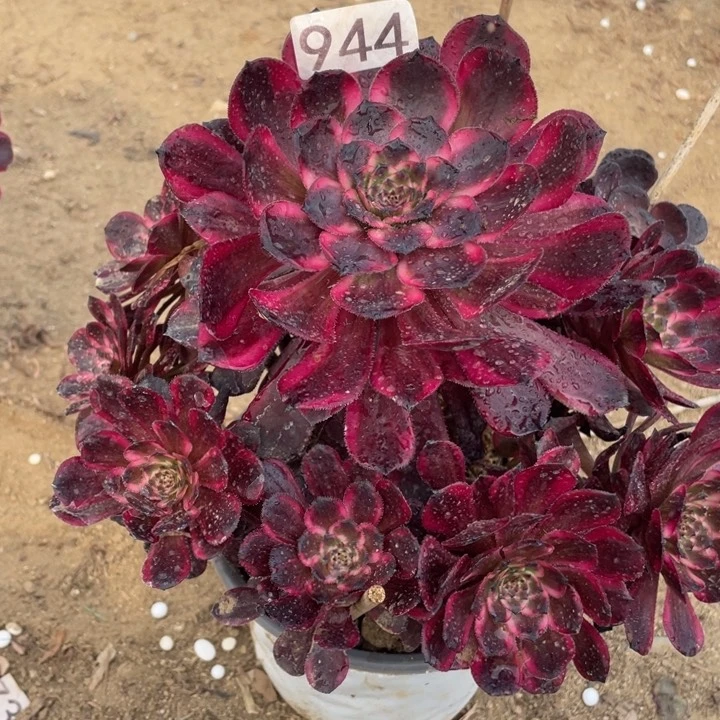 944多肉植物红金刚