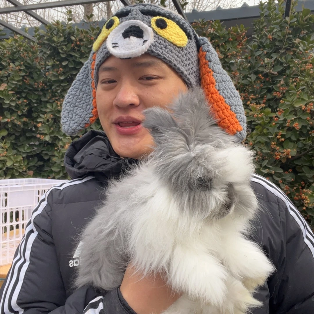 双血统英系安哥拉兔