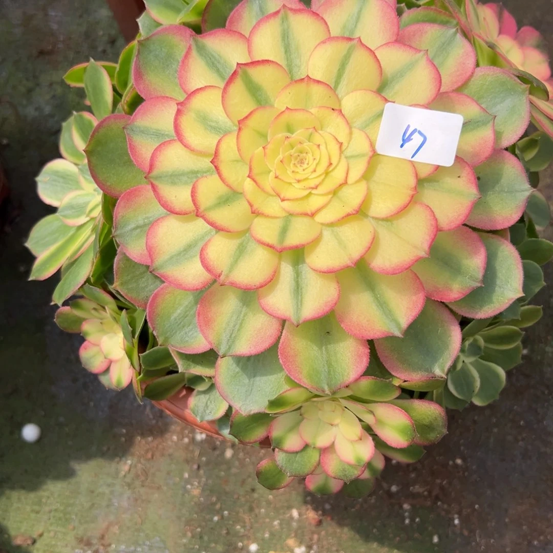 47玉芙蓉多肉植物系