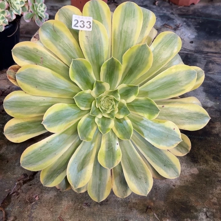 香炉盘黄锦233多肉法师一物一拍