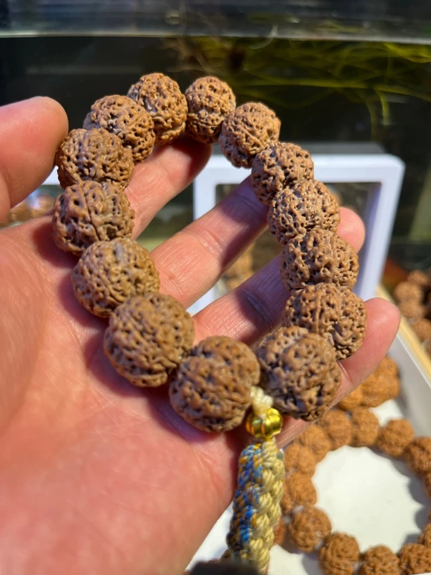 20方顿满肉梅花龙五瓣金刚毕业级