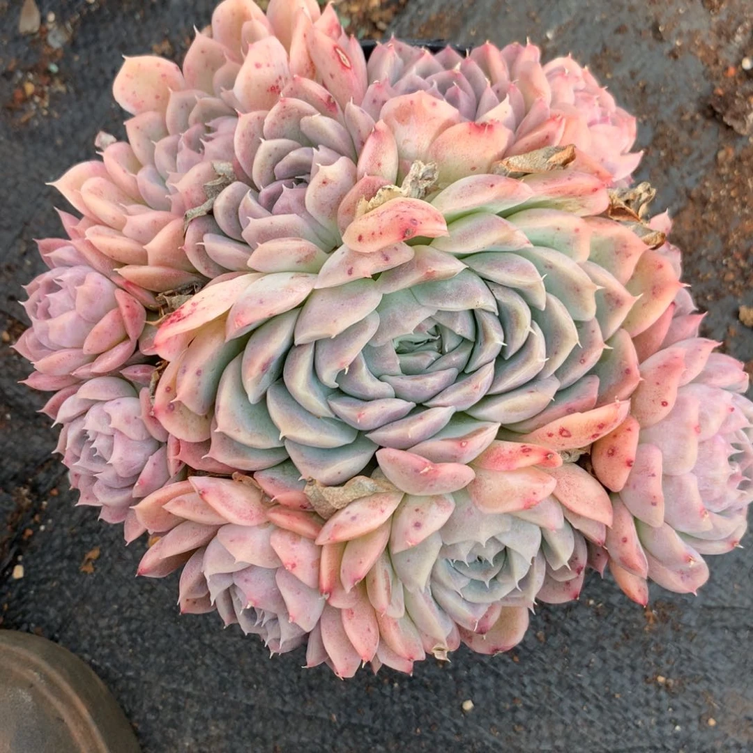 7347杂交多肉老桩