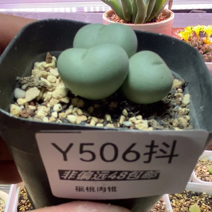 多肉一物一拍小拳拳3头506