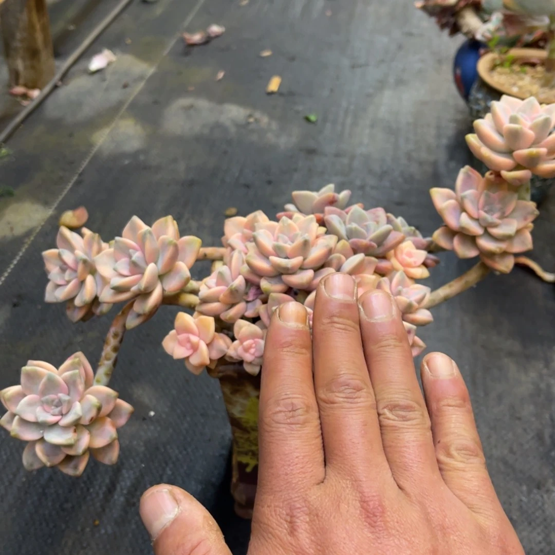 用**香7337373885335353