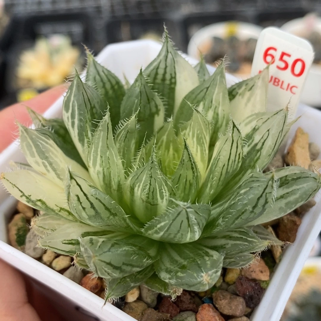 650原始锦一物一拍