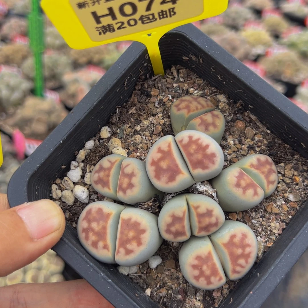 074 生石花大群生很不错
