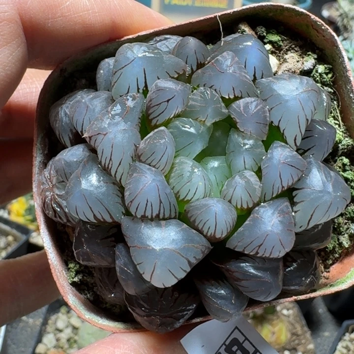 l***y513美国冰灯玉露脱土发货