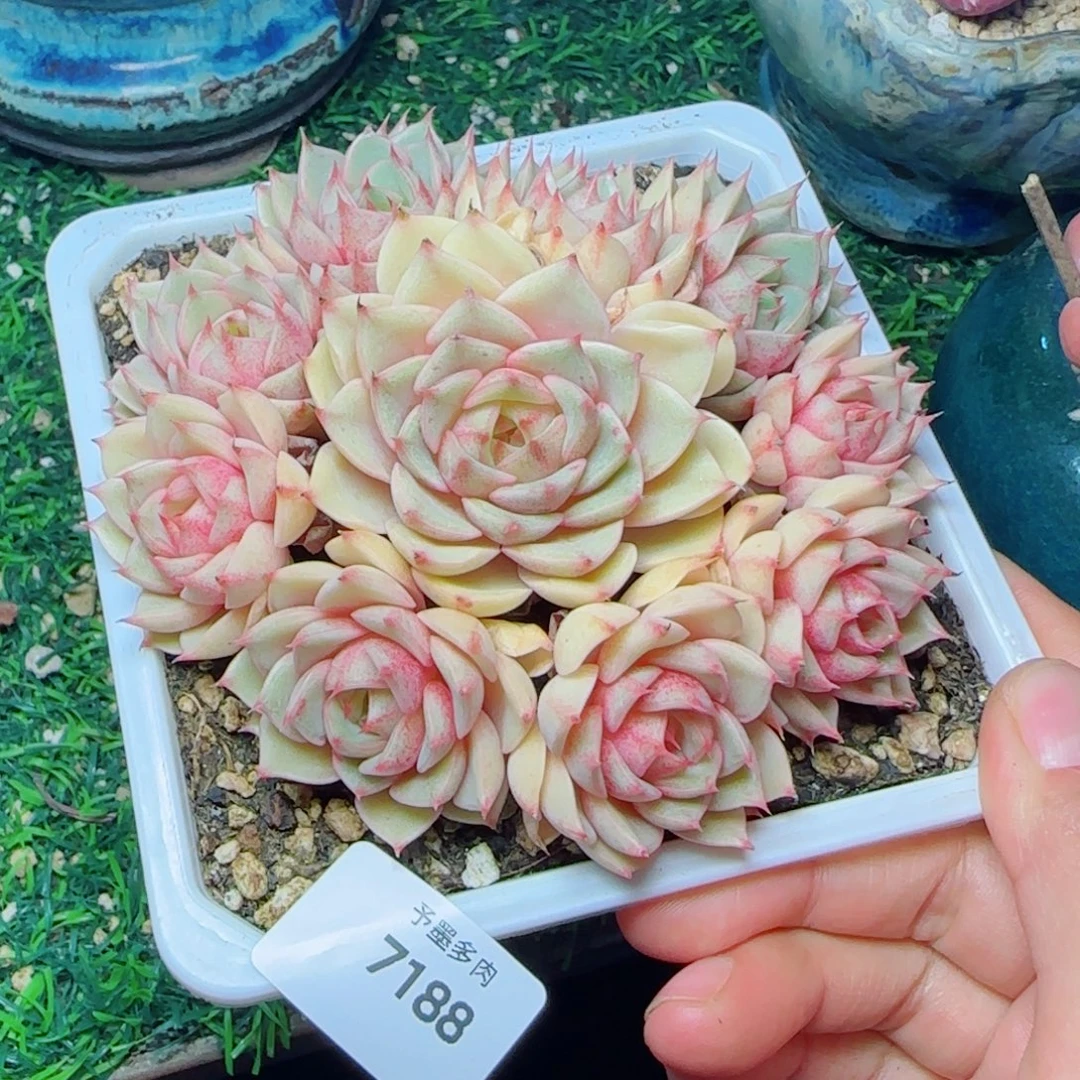 笨吧无砍，7188多肉植物