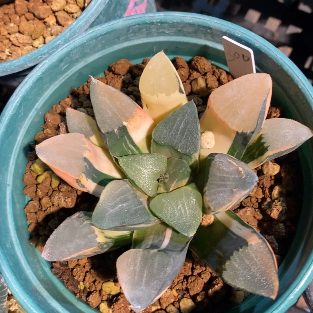 一颗实生大克锦。