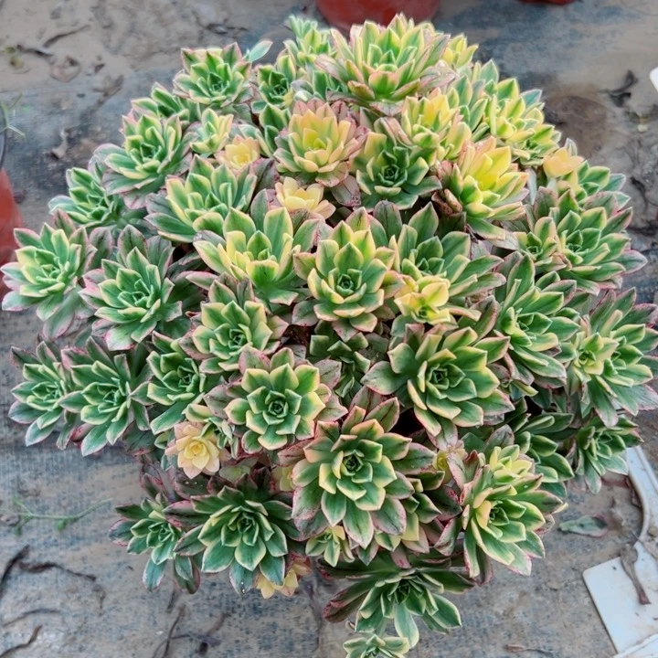 278甜茶多肉植物