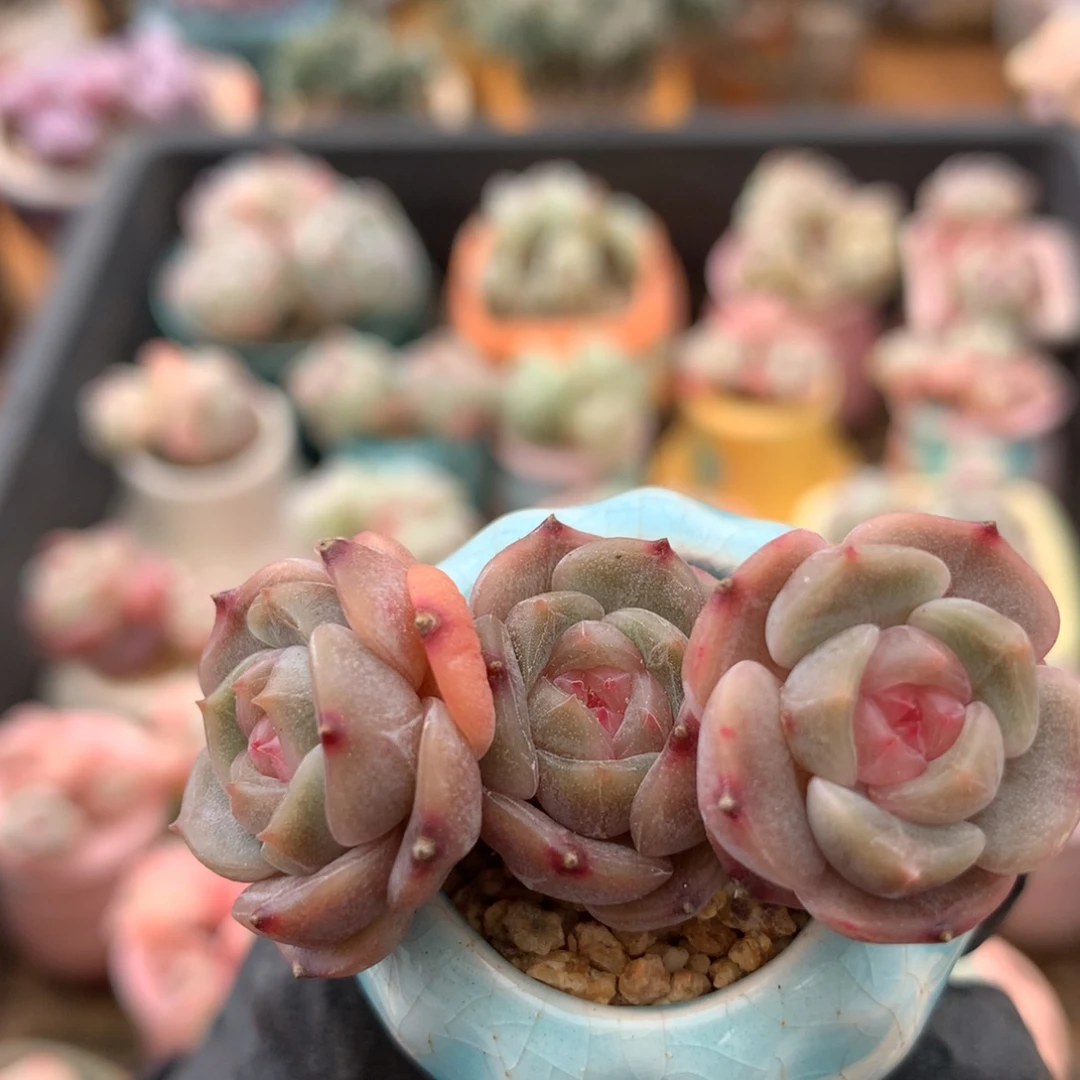 白恋一物一拍 003