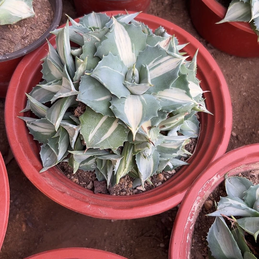 多肉植物雷声中班