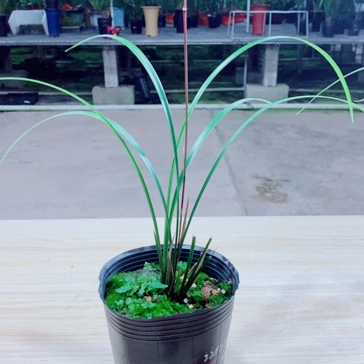 吉***我完全开放2苗带花细叶寒兰彩
